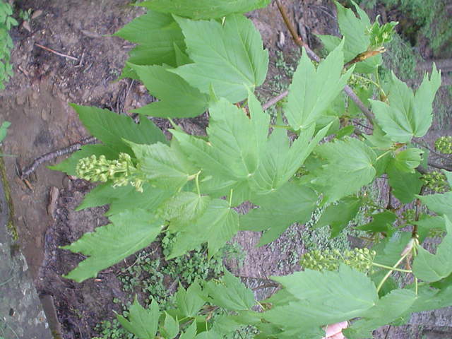 Acer pseudoplatanus ?